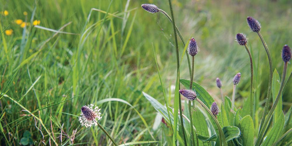 Kritérium přírodního produktu podle Davines