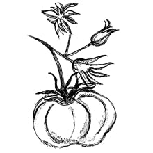 //cz.davines.com/cdn/shop/t/8/assets/davines-line-finest-pigment-deco-2.jpg?v=79889010406983862501612197459