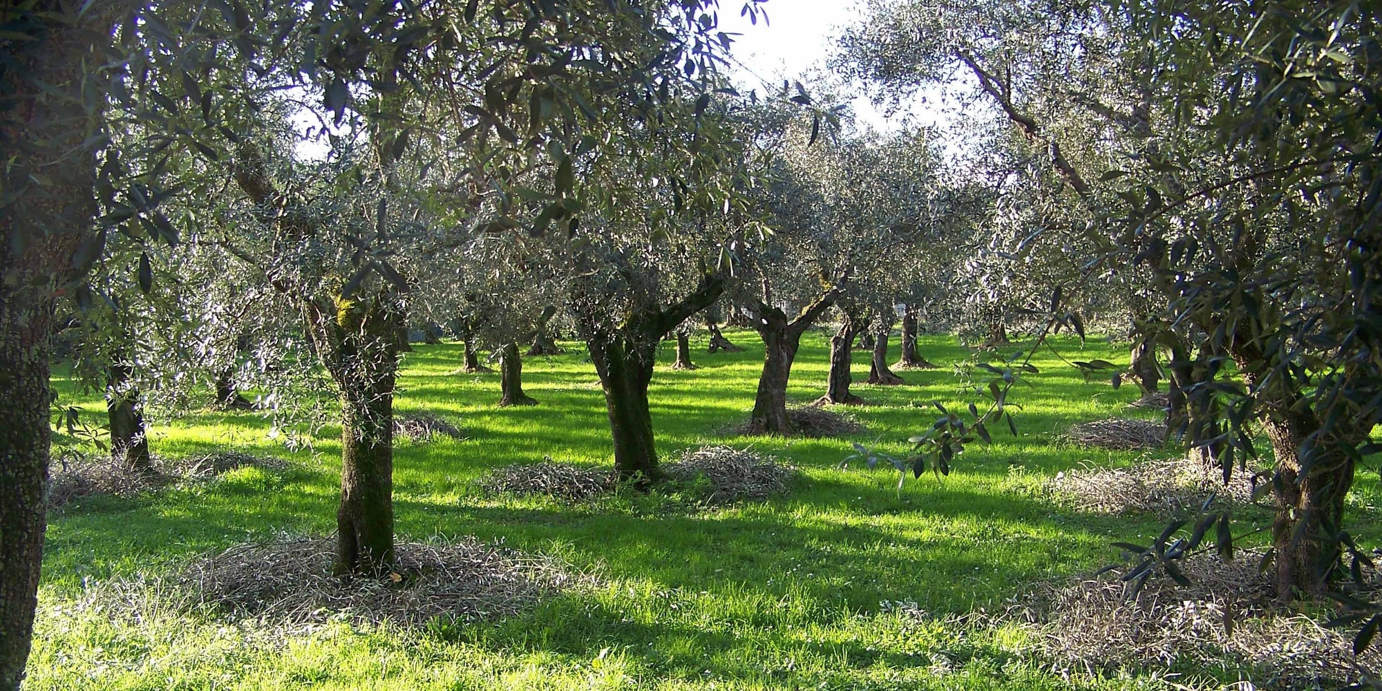 Povrchově aktivní látka z olivového oleje