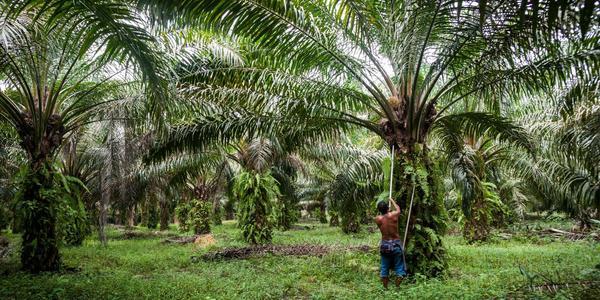 Palmový olej, naše stanovisko